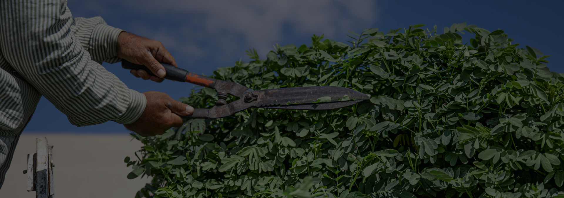 Podas simples e em altura