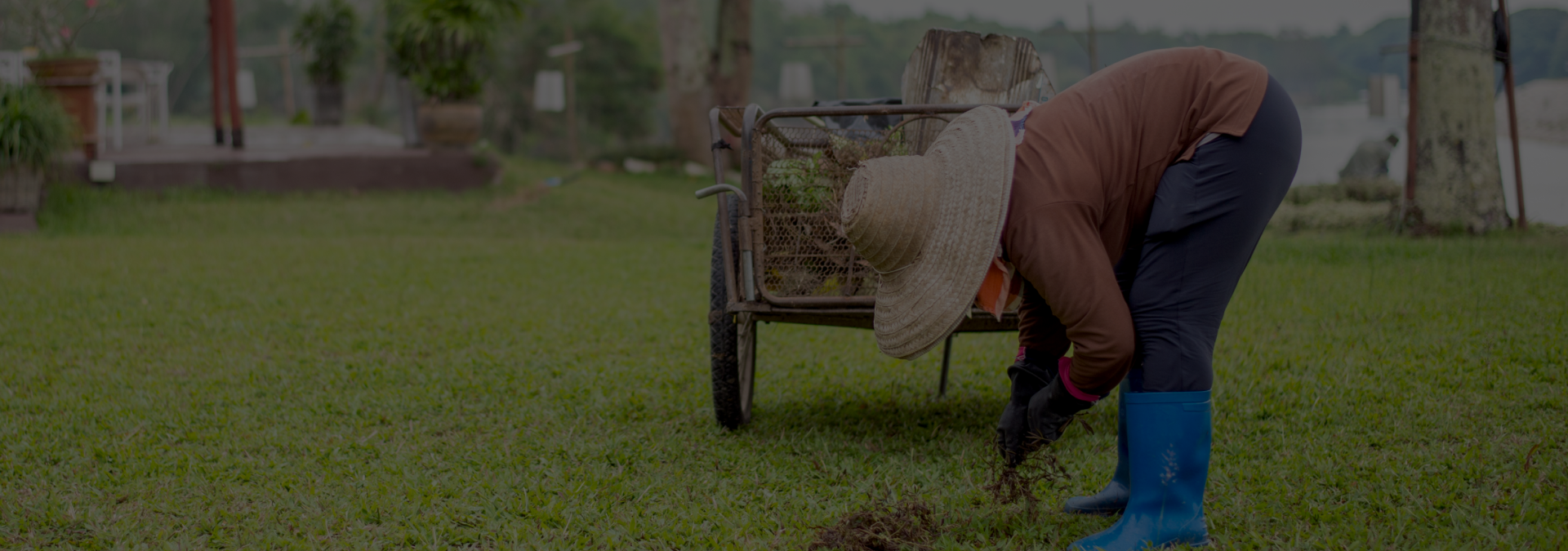 Recuperação de gramados